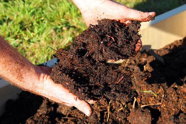 Close-up of rich, dark compost in hand
